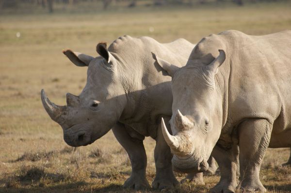 Kenia, safari por tierras del tren luntico