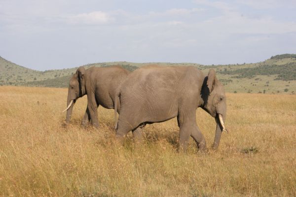 Kenia, safari por tierras del tren luntico