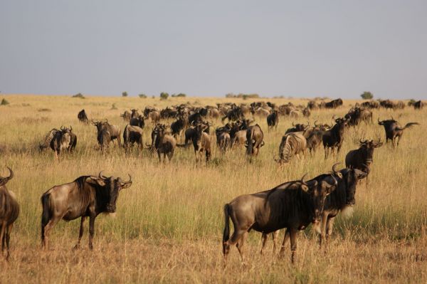 Kenia, safari por tierras del tren luntico