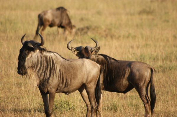 Kenia, safari por tierras del tren luntico