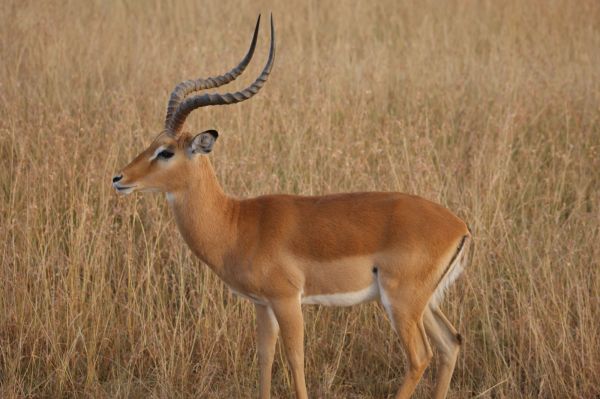 Kenia, safari por tierras del tren luntico