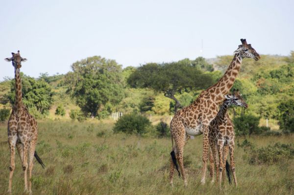 Kenia, safari por tierras del tren luntico