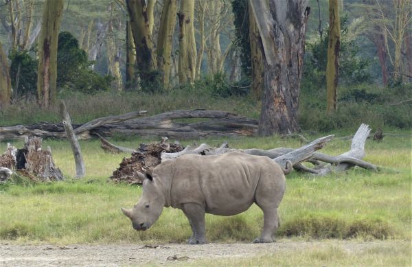 Kenia, safari por tierras del tren luntico