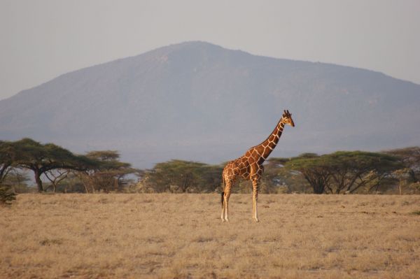 Kenia, safari por tierras del tren luntico
