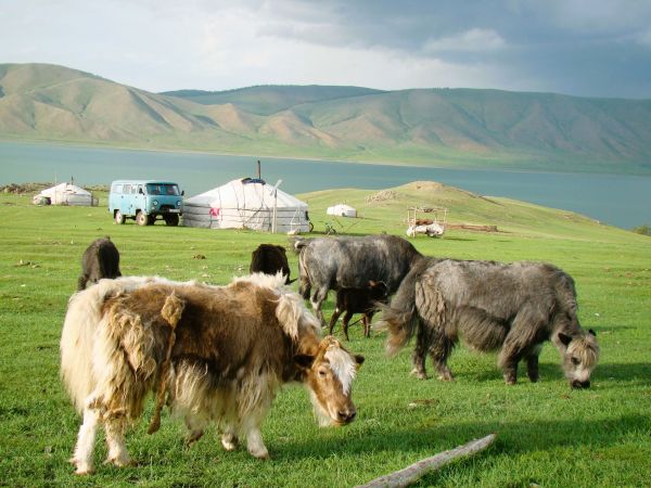 mongolia festival naadam