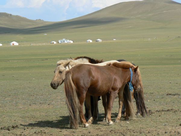 mongolia festival naadam