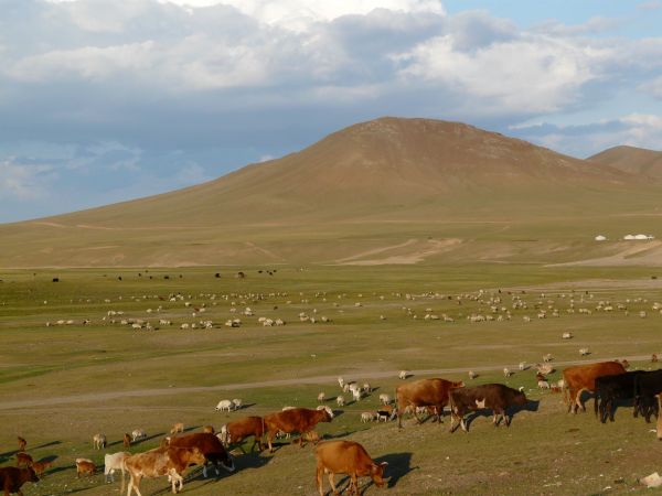 mongolia festival naadam