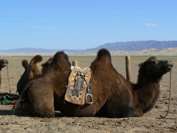 mongolia festival naadam
