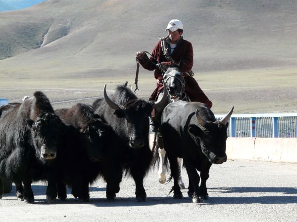 mongolia festival naadam