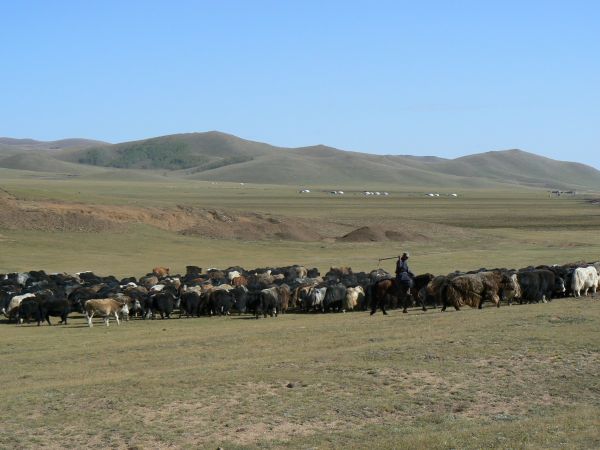 mongolia festival naadam