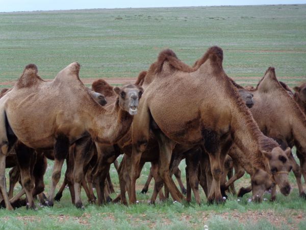 mongolia festival naadam