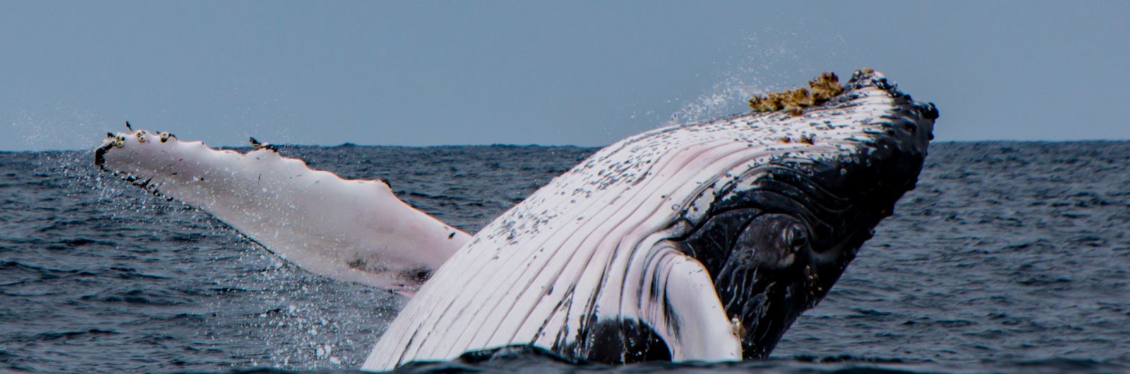 ballenas en Pacfico