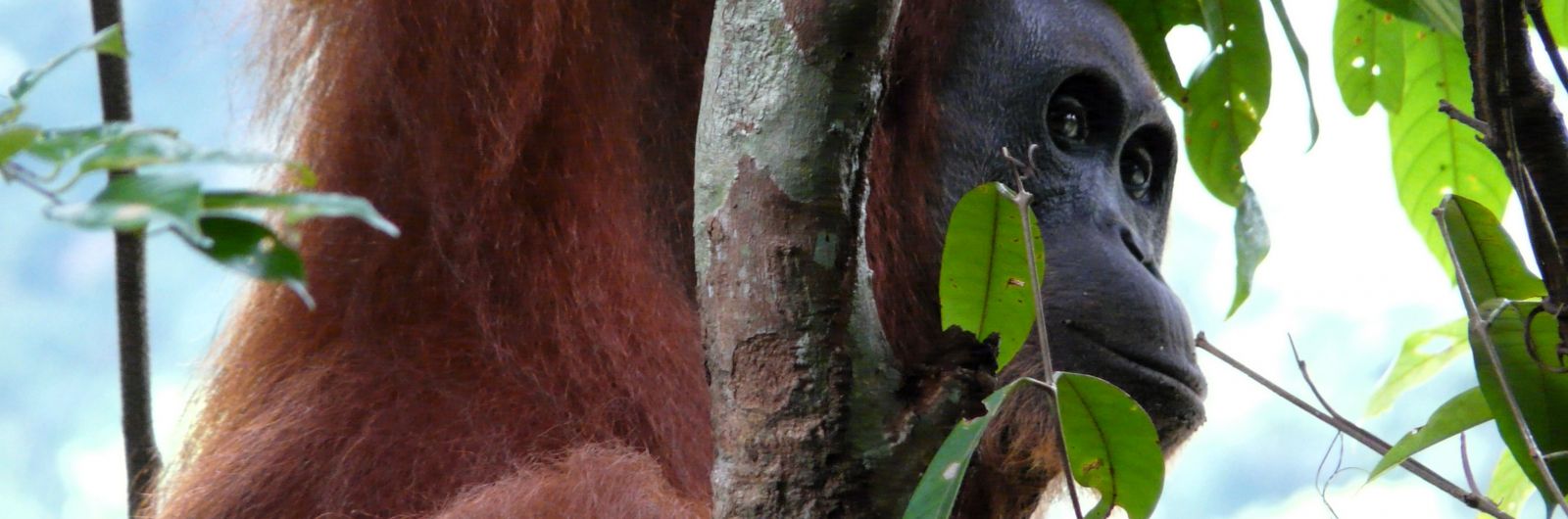 orangutan malasia