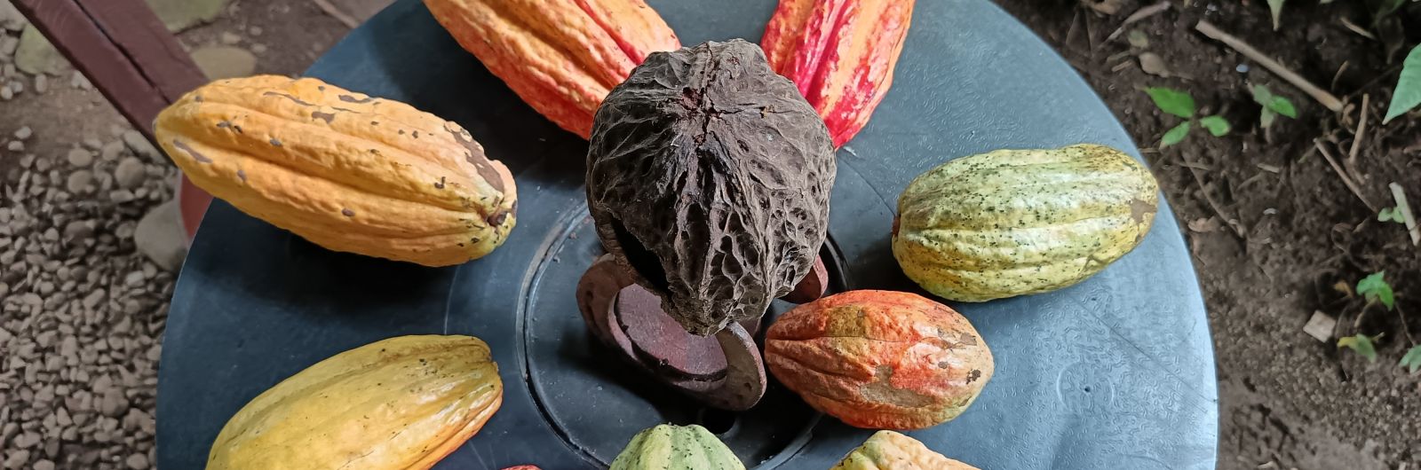 cacao costa rica