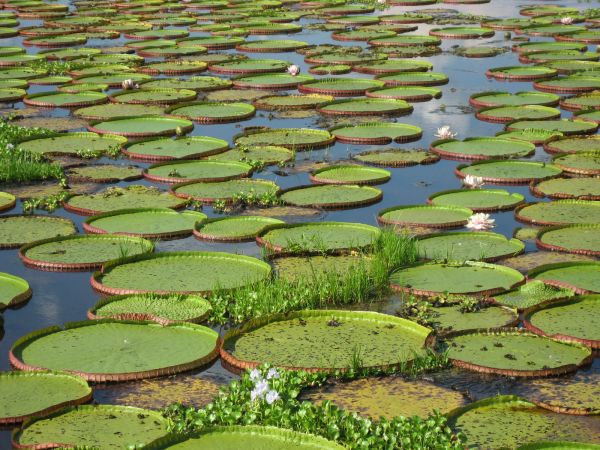 Brasil, ritmo urbano y naturaleza salvaje