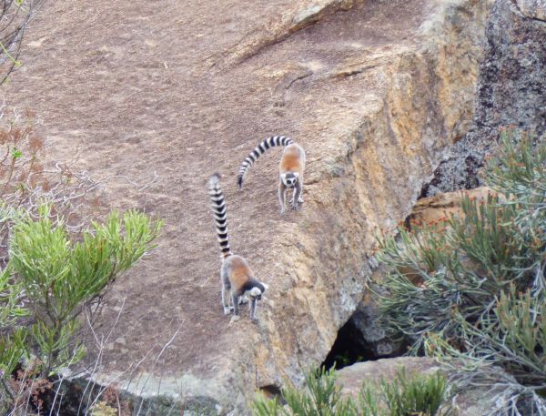 madagascar tsingy