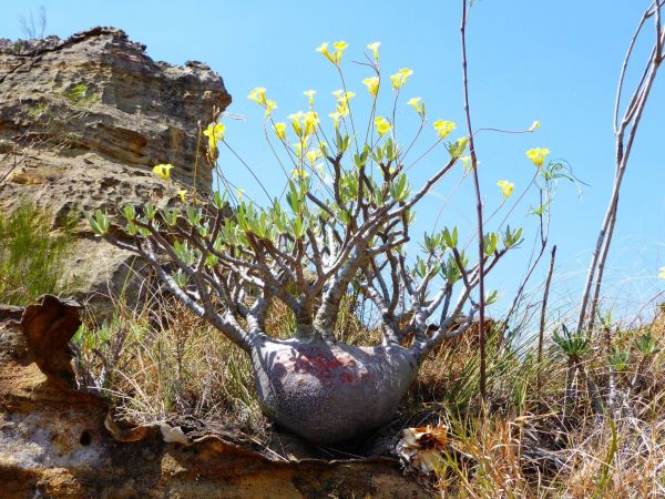 Expedici�n Baobab