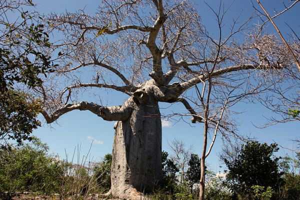 Expedici�n Baobab