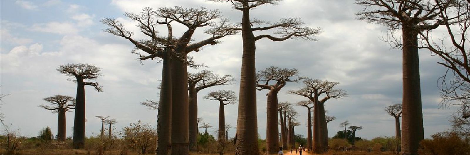 Expedición Baobab