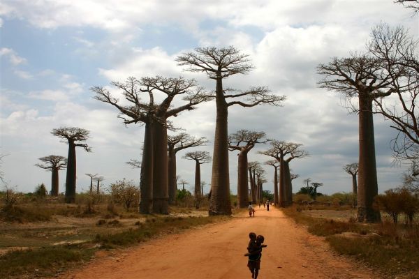 Expedici�n Baobab