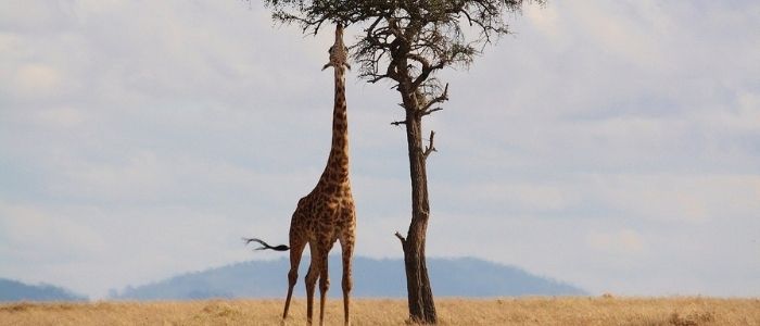 ¿Cuál es el mejor parque nacional de Kenia?